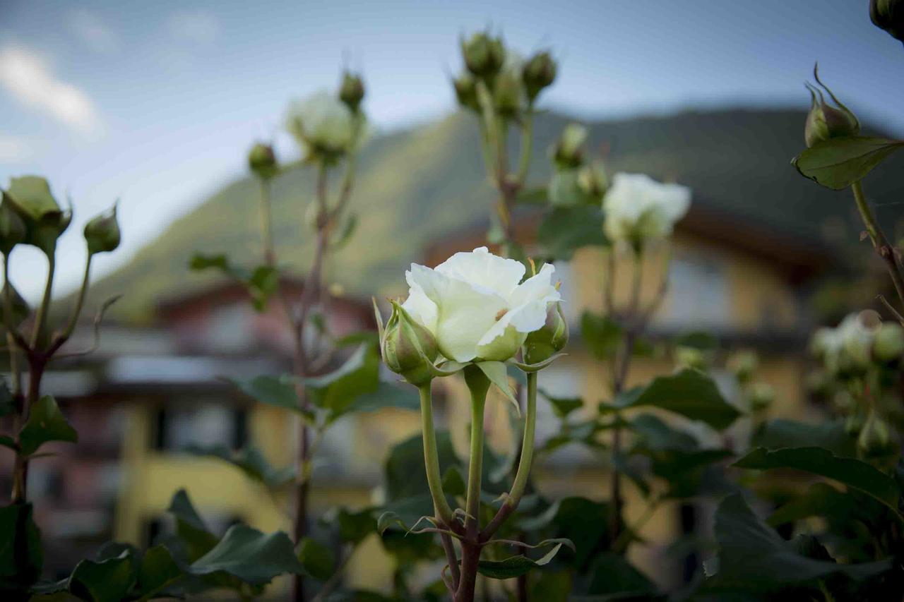 베르카나 La Collina Degli Ulivi 아파트 외부 사진